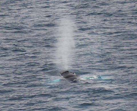 16830667_10154524171121693_8801237111645009926_n